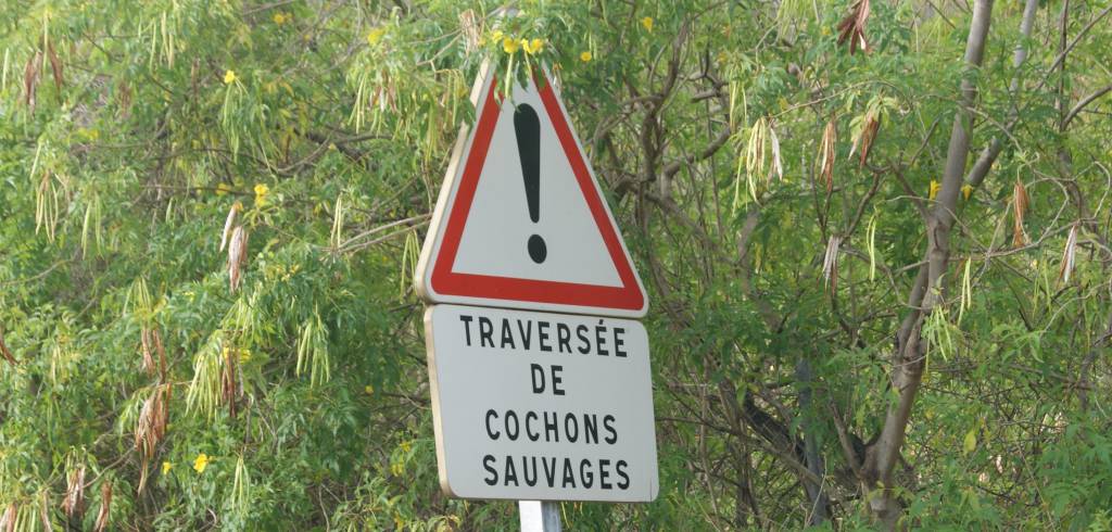 cochons sauvages !